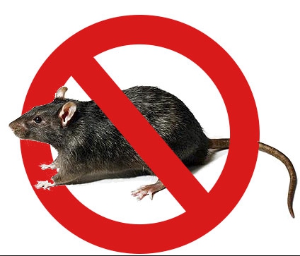 Дезинфекция от крыс и мышей