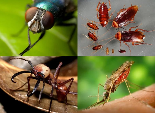 Уничтожение насекомых вредителей