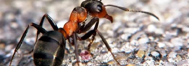 Обзор отзывов об уничтожение муравьев в квартире