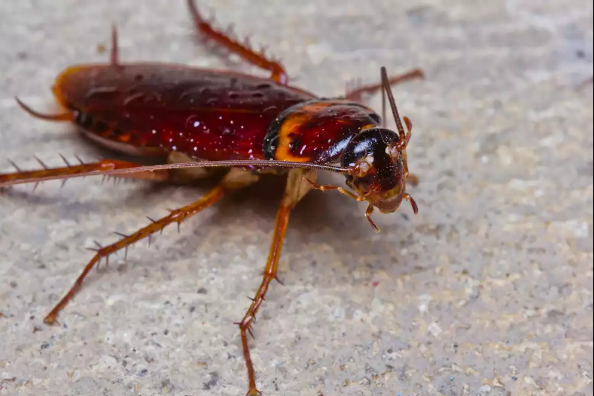 Уничтожение тараканов в Красково