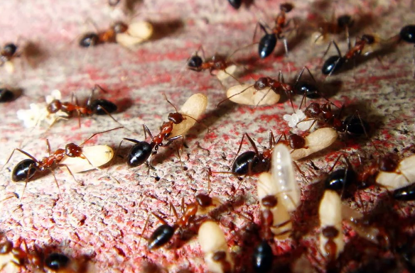 Уничтожение садовых муравьев