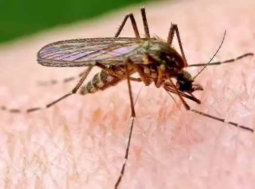 Уничтожение комаров и насекомых