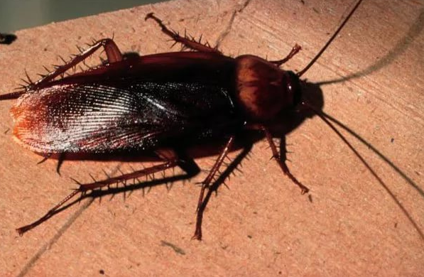 Уничтожение тараканов в Солнечногорске