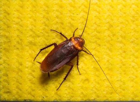 Уничтожение тараканов в домашних условиях