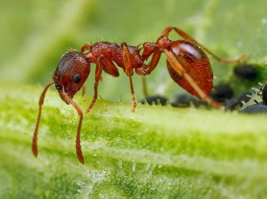 Уничтожение садовых муравьев