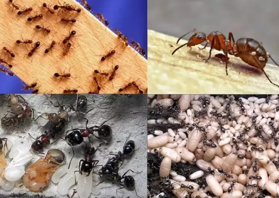 Уничтожение насекомых муравьев