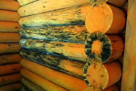 Недорогое уничтожение грибка на древесине