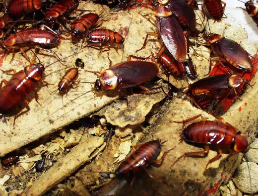 Уничтожение тараканов отзывы о компаниях