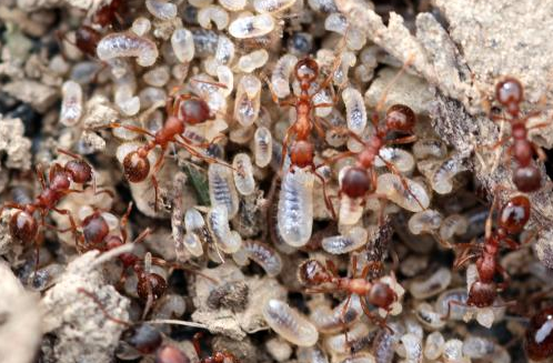 Особенности уничтожения рыжих муравьев