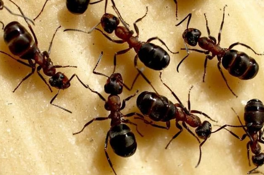Уничтожение муравьев в доме