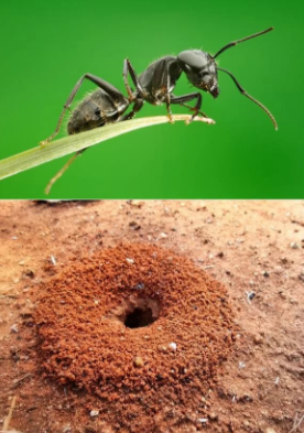 Цены на уничтожение домашних муравьев