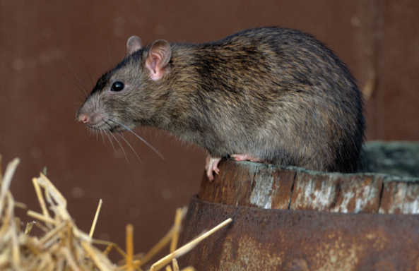 Уничтожение крыс в компании Дезин24