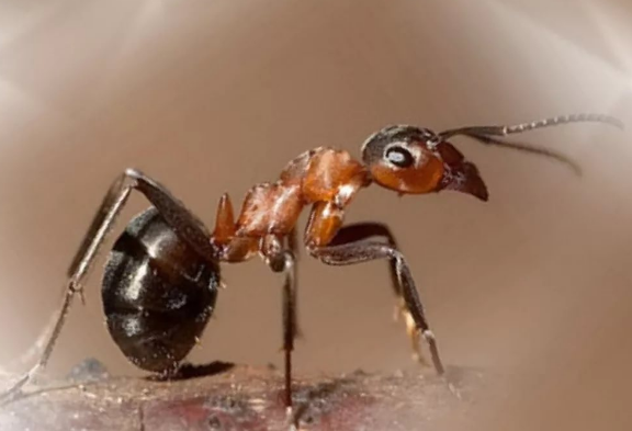 Особенности уничтожения черных муравьев