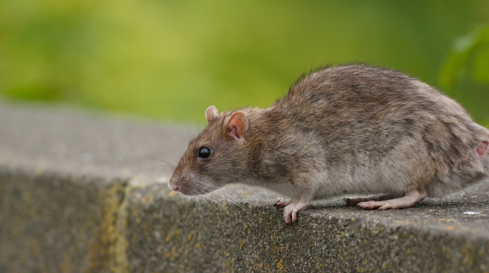 Уничтожение крыс в домах