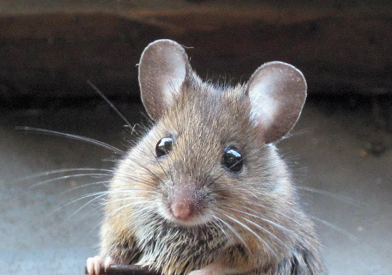 Уничтожение мышей в натяжных потолках