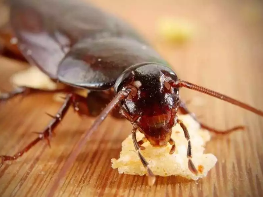 Уничтожение тараканов в Зеленограде